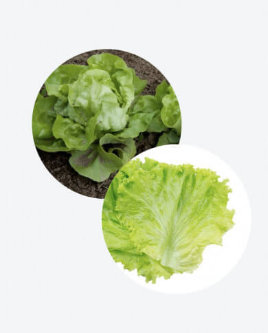 LAVADORA DE VEGETALES