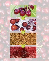 Máquinas Despulpadoras Máquinas Despulpadoras