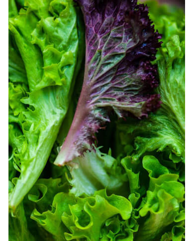 centrífuga industrial de frutas y vegetales plaspak centrífuga industrial de frutas y vegetales plaspak